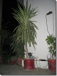 plantenna